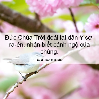 Picture 06 - Xuất Hành 2:25 VIE - Đức Chúa Trời đoái lại dân - Bible Verse Picture