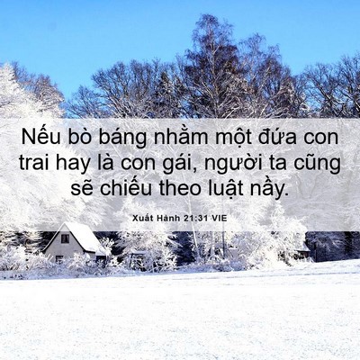 Picture 06 - Xuất Hành 21:31 VIE - Nếu bò báng nhằm một đứa con trai hay - Bible Verse Picture