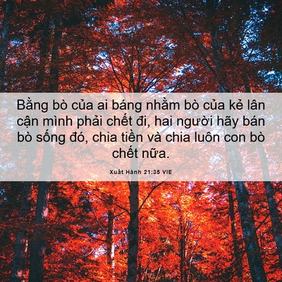 Picture 06 - Xuất Hành 21:35 VIE - Bằng bò của ai báng nhằm bò của kẻ - Bible Verse Picture
