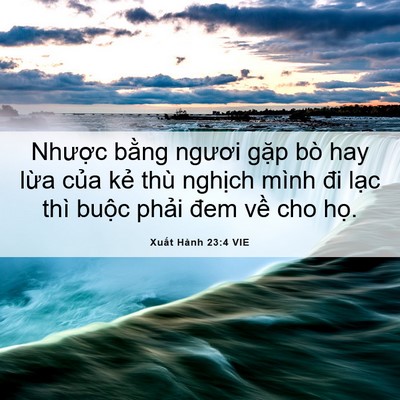 Picture 06 - Xuất Hành 23:4 VIE - Nhược bằng ngươi gặp bò hay lừa của - Bible Verse Picture
