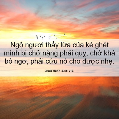 Picture 06 - Xuất Hành 23:5 VIE - Ngộ ngươi thấy lừa của kẻ ghét mình - Bible Verse Picture