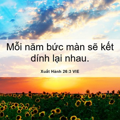 Picture 06 - Xuất Hành 26:3 VIE - Mỗi năm bức màn sẽ kết dính lại - Bible Verse Picture