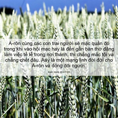 Picture 06 - Xuất Hành 28:43 VIE - A-rôn cùng các con trai người sẽ mặc - Bible Verse Picture