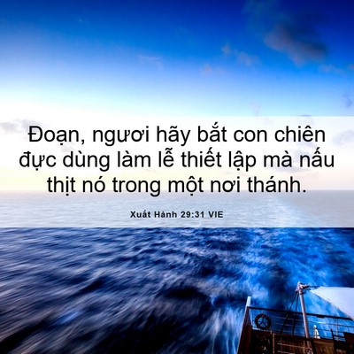Picture 06 - Xuất Hành 29:31 VIE - Đoạn, ngươi hãy bắt con chiên đực - Bible Verse Picture