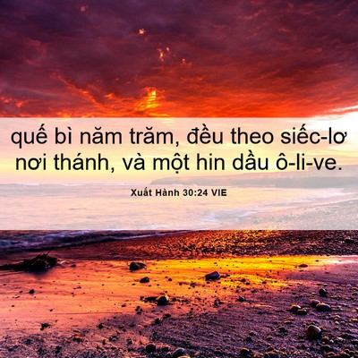 Picture 06 - Xuất Hành 30:24 VIE - quế bì năm trăm, đều theo siếc-lơ nơi - Bible Verse Picture