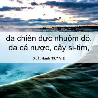 Picture 06 - Xuất Hành 35:7 VIE - da chiên đực nhuộm đỏ, da cá nược, - Bible Verse Picture