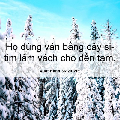 Picture 06 - Xuất Hành 36:20 VIE - Họ dùng ván bằng cây si-tim làm vách cho - Bible Verse Picture
