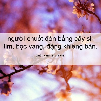 Picture 06 - Xuất Hành 37:15 VIE - người chuốt đòn bằng cây si-tim, bọc - Bible Verse Picture