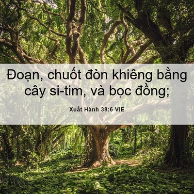 Picture 06 - Xuất Hành 38:6 VIE - Đoạn, chuốt đòn khiêng bằng cây - Bible Verse Picture