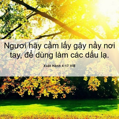 Picture 06 - Xuất Hành 4:17 VIE - Ngươi hãy cầm lấy gậy nầy nơi tay, - Bible Verse Picture