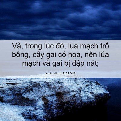 Picture 06 - Xuất Hành 9:31 VIE - Vả, trong lúc đó, lúa mạch trổ bông, - Bible Verse Picture