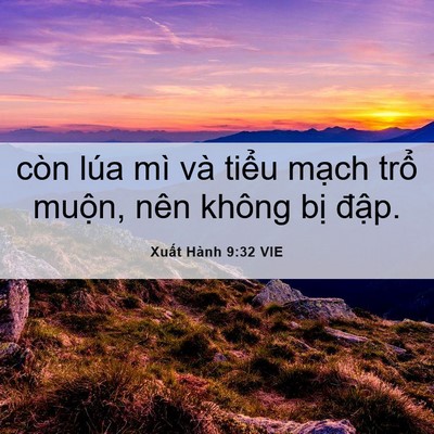 Picture 06 - Xuất Hành 9:32 VIE - còn lúa mì và tiểu mạch trổ muộn, - Bible Verse Picture