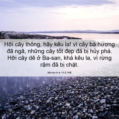 Picture 06 - Xê-ca-ri-a 11:2 VIE - Hỡi cây thông, hãy kêu la! vì cây bá - Bible Verse Picture