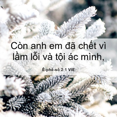 Picture 06 - Ê-phê-sô 2:1 VIE - Còn anh em đã chết vì lầm lỗi và tội - Bible Verse Picture