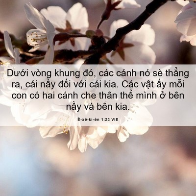 Picture 06 - Ê-xê-ki-ên 1:23 VIE - Dưới vòng khung đó, các cánh nó sè - Bible Verse Picture