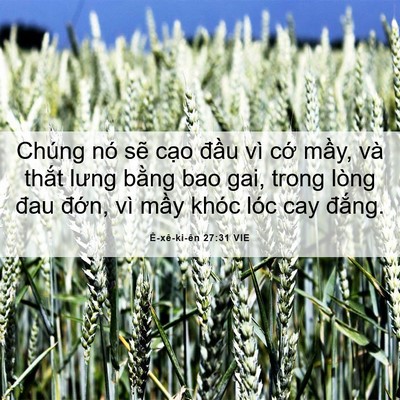 Picture 06 - Ê-xê-ki-ên 27:31 VIE - Chúng nó sẽ cạo đầu vì cớ mầy, và - Bible Verse Picture