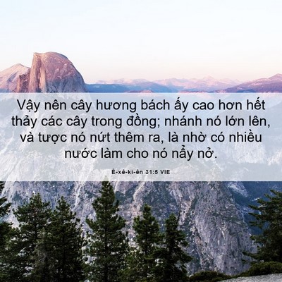 Picture 06 - Ê-xê-ki-ên 31:5 VIE - Vậy nên cây hương bách ấy cao hơn hết - Bible Verse Picture