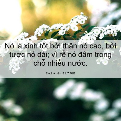 Picture 06 - Ê-xê-ki-ên 31:7 VIE - Nó là xinh tốt bởi thân nó cao, bởi - Bible Verse Picture