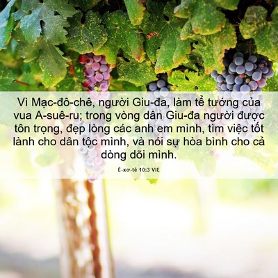 Picture 06 - Ê-xơ-tê 10:3 VIE - Vì Mạc-đô-chê, người Giu-đa, làm tể - Bible Verse Picture