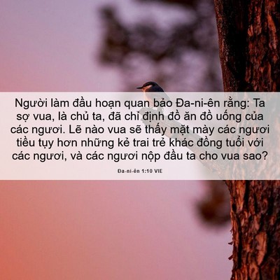 Picture 06 - Ða-ni-ên 1:10 VIE - Người làm đầu hoạn quan bảo Đa-ni-ên - Bible Verse Picture