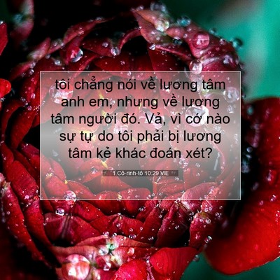 Picture 07 - 1 Cô-rinh-tô 10:29 VIE - tôi chẳng nói về lương tâm anh em, - Bible Verse Picture