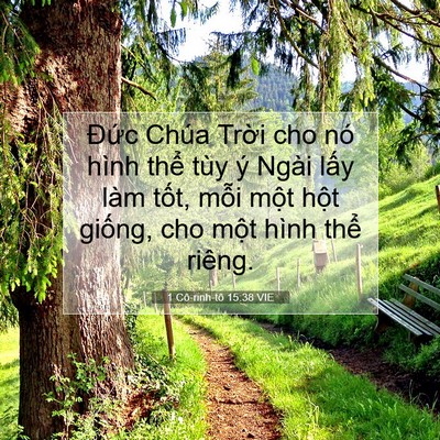 Picture 07 - 1 Cô-rinh-tô 15:38 VIE - Đức Chúa Trời cho nó hình thể tùy ý - Bible Verse Picture
