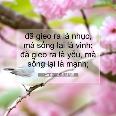 Picture 07 - 1 Cô-rinh-tô 15:43 VIE - đã gieo ra là nhục, mà sống lại là - Bible Verse Picture