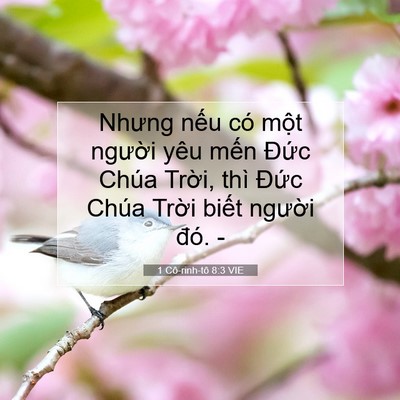 Picture 07 - 1 Cô-rinh-tô 8:3 VIE - Nhưng nếu có một người yêu mến Đức - Bible Verse Picture