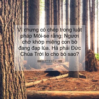 Picture 07 - 1 Cô-rinh-tô 9:9 VIE - Vì chưng có chép trong luật pháp Môi-se - Bible Verse Picture