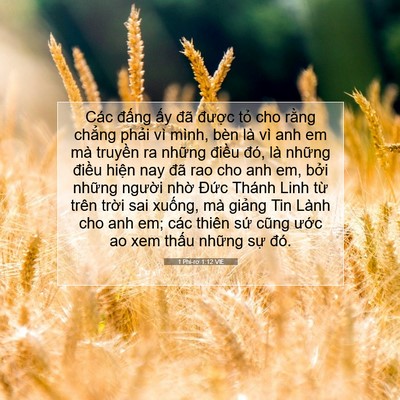 Picture 07 - 1 Phi-rơ 1:12 VIE - Các đấng ấy đã được tỏ cho rằng - Bible Verse Picture