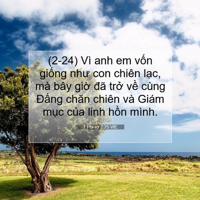 Picture 07 - 1 Phi-rơ 2:25 VIE - (2-24) Vì anh em vốn giống như con chiên - Bible Verse Picture