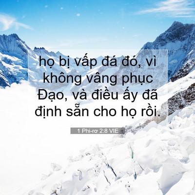 Picture 07 - 1 Phi-rơ 2:8 VIE - họ bị vấp đá đó, vì không vâng - Bible Verse Picture