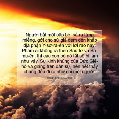 Picture 07 - 1 Sa-mu-ên 11:7 VIE - Người bắt một cặp bò, sả ra từng - Bible Verse Picture