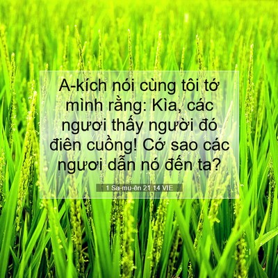 Picture 07 - 1 Sa-mu-ên 21:14 VIE - A-kích nói cùng tôi tớ mình rằng: Kìa, - Bible Verse Picture