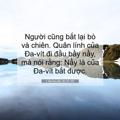 Picture 07 - 1 Sa-mu-ên 30:20 VIE - Người cũng bắt lại bò và chiên. Quân - Bible Verse Picture