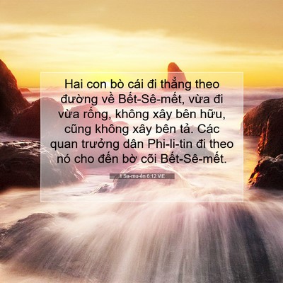 Picture 07 - 1 Sa-mu-ên 6:12 VIE - Hai con bò cái đi thẳng theo đường về - Bible Verse Picture