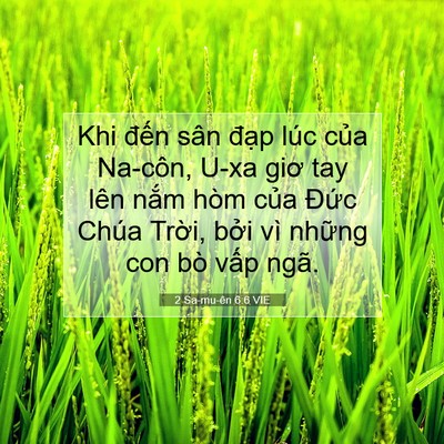 Picture 07 - 2 Sa-mu-ên 6:6 VIE - Khi đến sân đạp lúc của Na-côn, U-xa - Bible Verse Picture