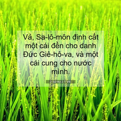 Picture 07 - 2 Sử Ký 2:1 VIE - Vả, Sa-lô-môn định cất một cái đền - Bible Verse Picture