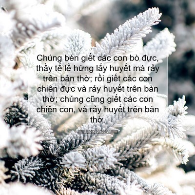 Picture 07 - 2 Sử Ký 29:22 VIE - Chúng bèn giết các con bò đực, thầy - Bible Verse Picture