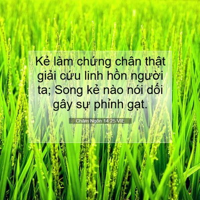 Picture 07 - Châm Ngôn 14:25 VIE - Kẻ làm chứng chân thật giải cứu linh - Bible Verse Picture