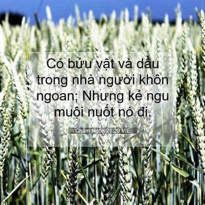Picture 07 - Châm Ngôn 21:20 VIE - Có bửu vật và dầu trong nhà người - Bible Verse Picture