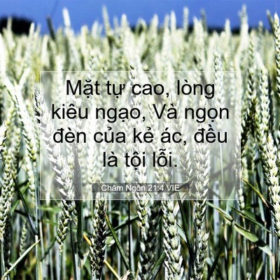Picture 07 - Châm Ngôn 21:4 VIE - Mặt tự cao, lòng kiêu ngạo, Và ngọn - Bible Verse Picture