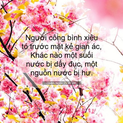 Picture 07 - Châm Ngôn 25:26 VIE - Người công bình xiêu tó trước mặt - Bible Verse Picture