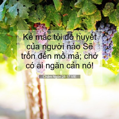 Picture 07 - Châm Ngôn 28:17 VIE - Kẻ mắc tội đổ huyết của người - Bible Verse Picture