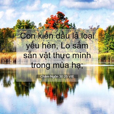 Picture 07 - Châm Ngôn 30:25 VIE - Con kiến dầu là loại yếu hèn, Lo sắm - Bible Verse Picture