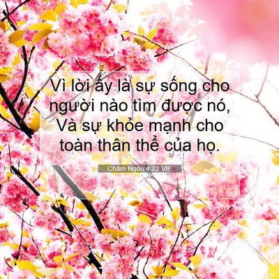 Picture 07 - Châm Ngôn 4:22 VIE - Vì lời ấy là sự sống cho người nào - Bible Verse Picture