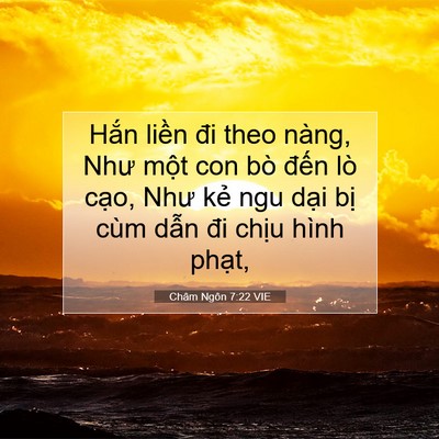 Picture 07 - Châm Ngôn 7:22 VIE - Hắn liền đi theo nàng, Như một con bò - Bible Verse Picture