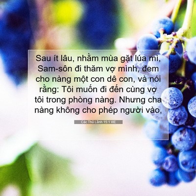 Picture 07 - Các Thủ Lãnh 15:1 VIE - Sau ít lâu, nhằm mùa gặt lúa mì, - Bible Verse Picture