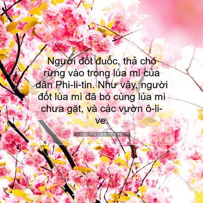 Picture 07 - Các Thủ Lãnh 15:5 VIE - Người đốt đuốc, thả chó rừng vào - Bible Verse Picture