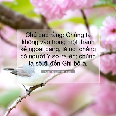 Picture 07 - Các Thủ Lãnh 19:12 VIE - Chủ đáp rằng: Chúng ta không vào trong - Bible Verse Picture